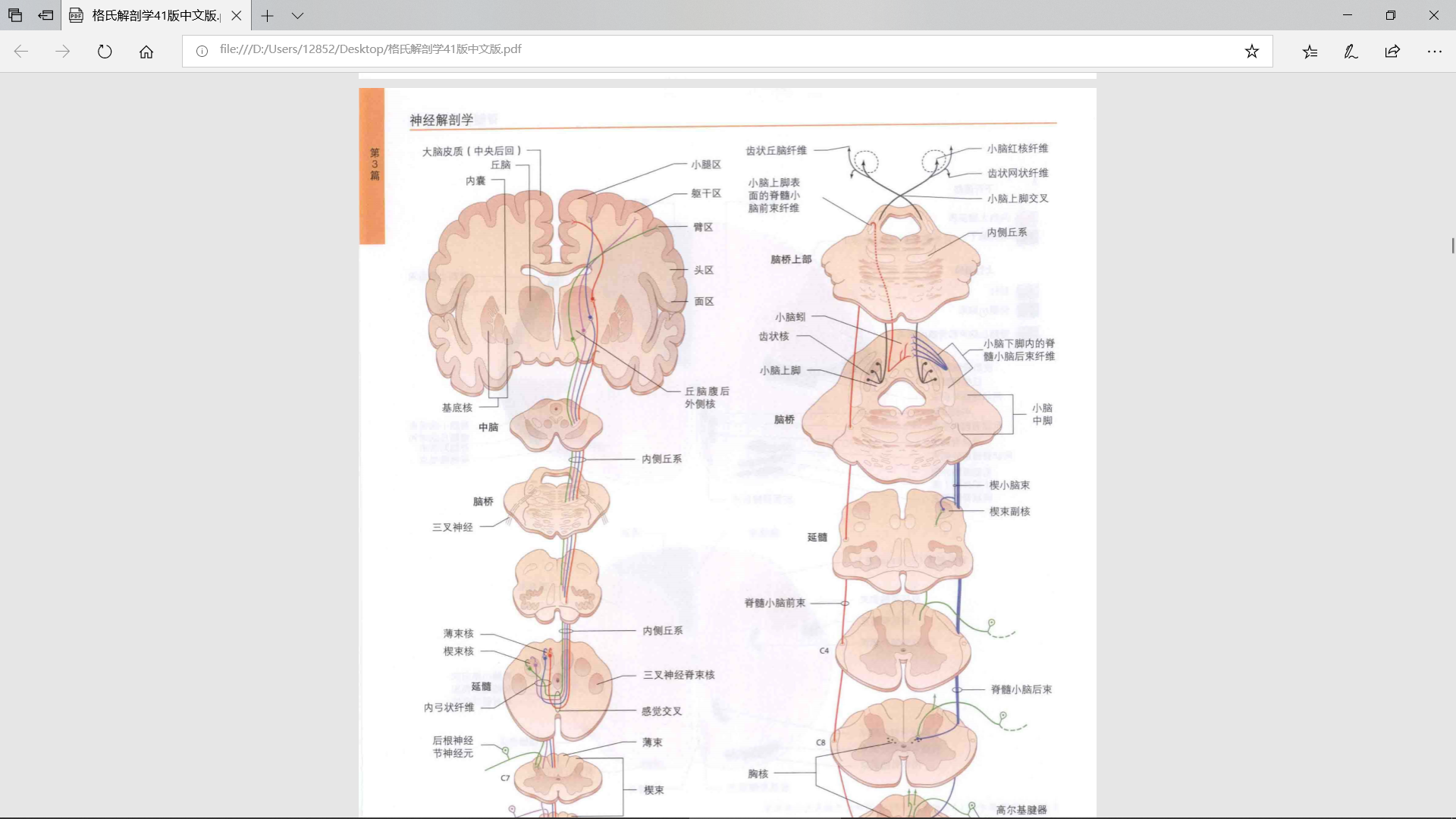 医学生必备：第41版中文版 格氏解剖学pdf